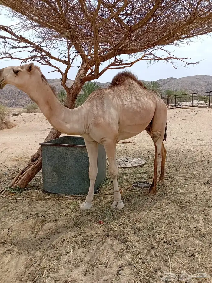 قعود مزاين 0