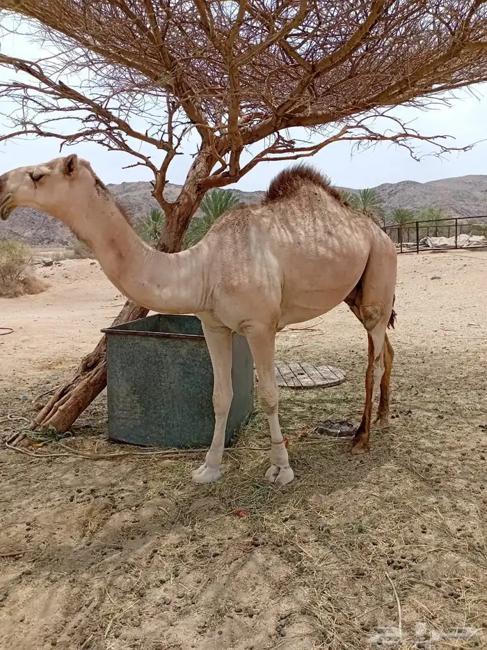 قعود مزاين 1