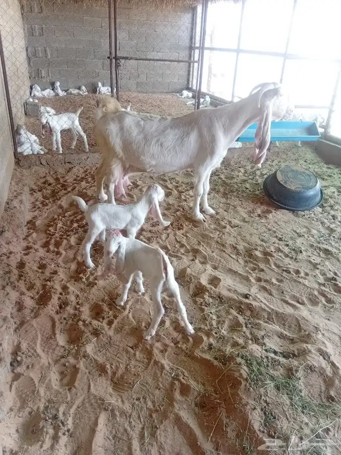عنز مطوره برصا خصم 4