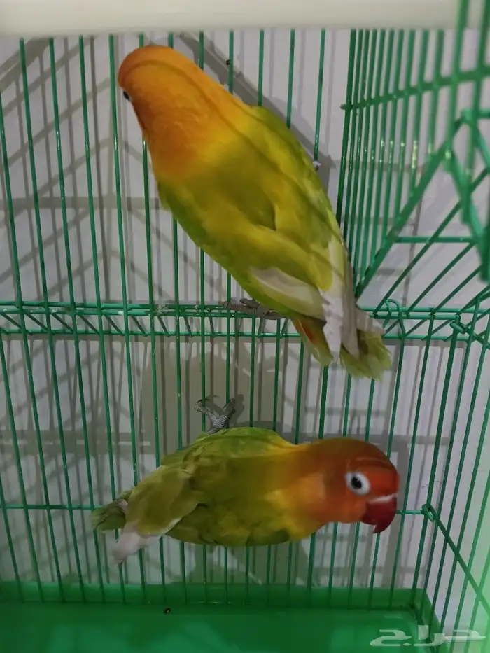 جوز روز والبيع سمح ان شاء الله 1