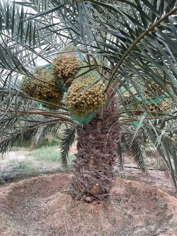 محصول نخل 16
