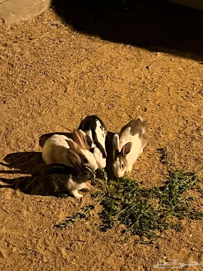 ارانب للبيع 1