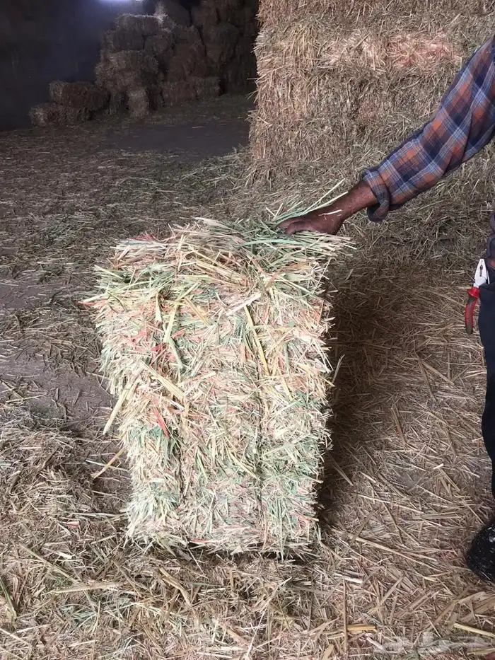 برسيم و ذرة و مخلوط وجميع الأعلاف 2