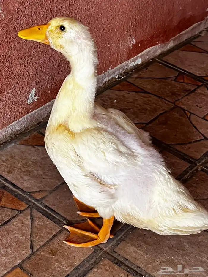 للبيع بط 0