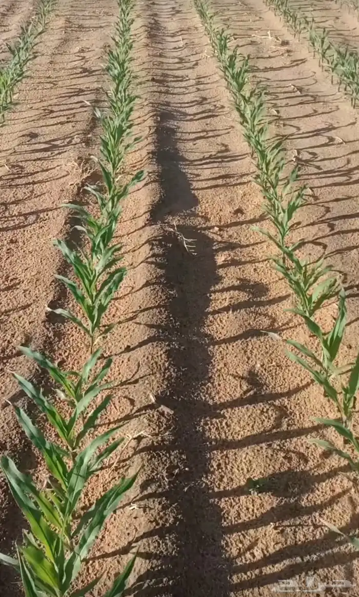بذاره ذره شاميه للبيع 3