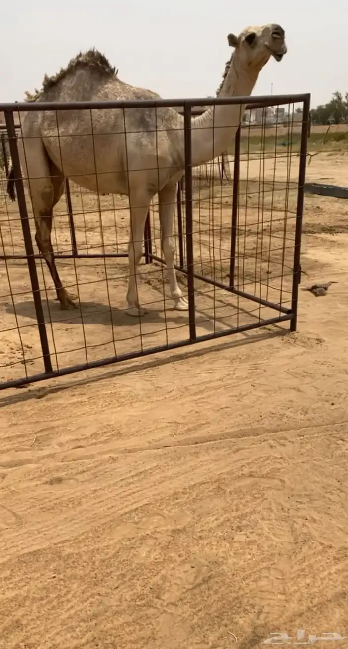 للبيع الشقحا الكفووو 0