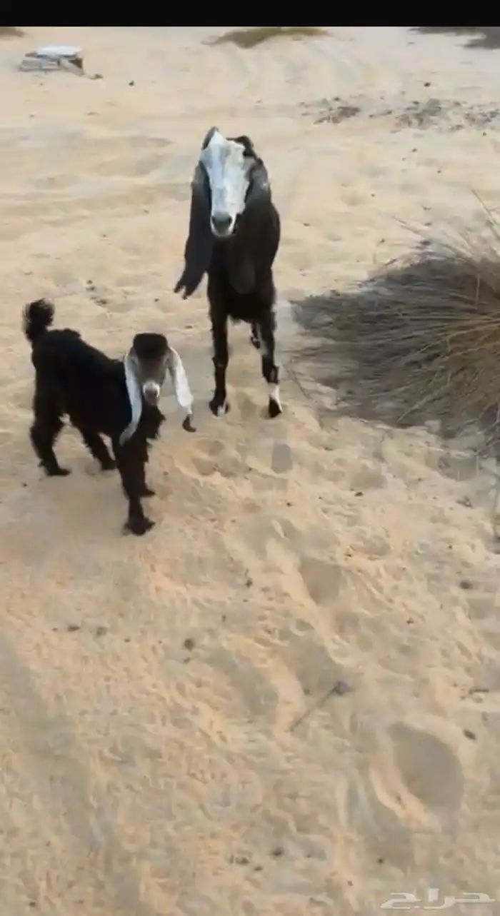 للبيع عنز رغوث 0