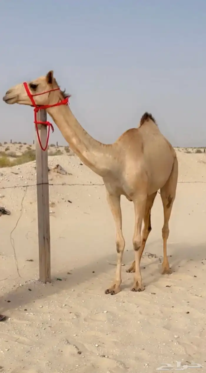بكره حقه طيبه ( هجن ) 0