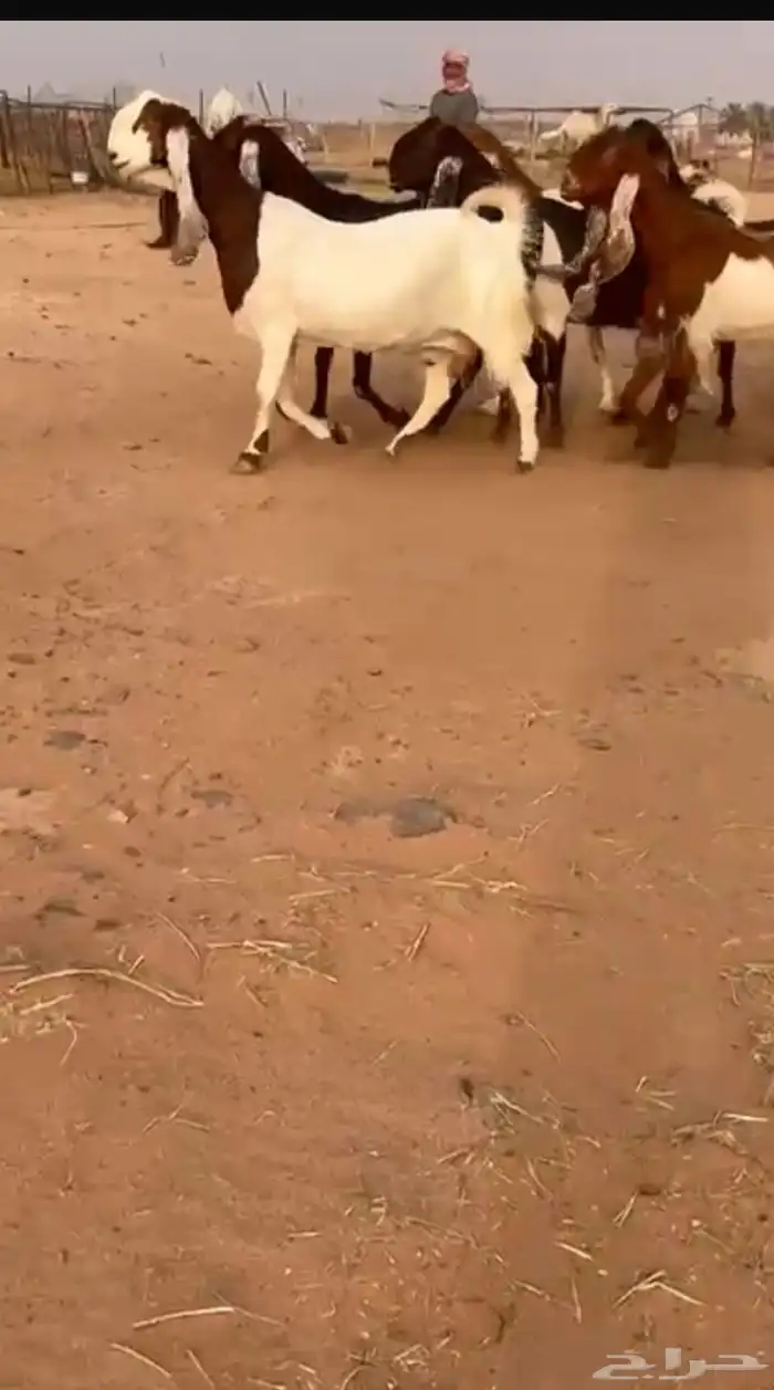معزاء هولنديات جروم فاخره 0