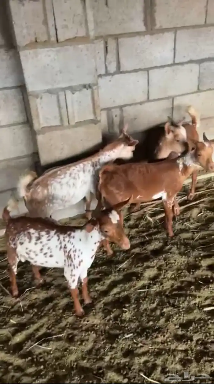4تيوس جنوبيات وشح ومرخ كفو 0