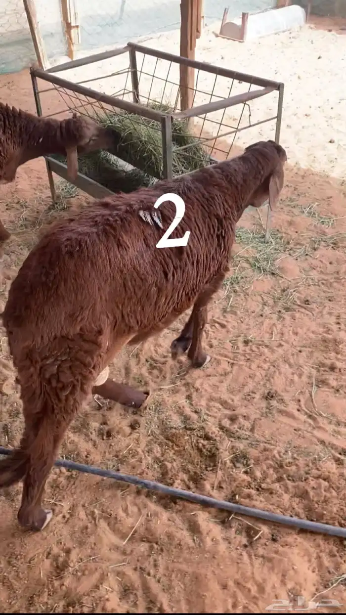 سواكن جذعان مرابي 1