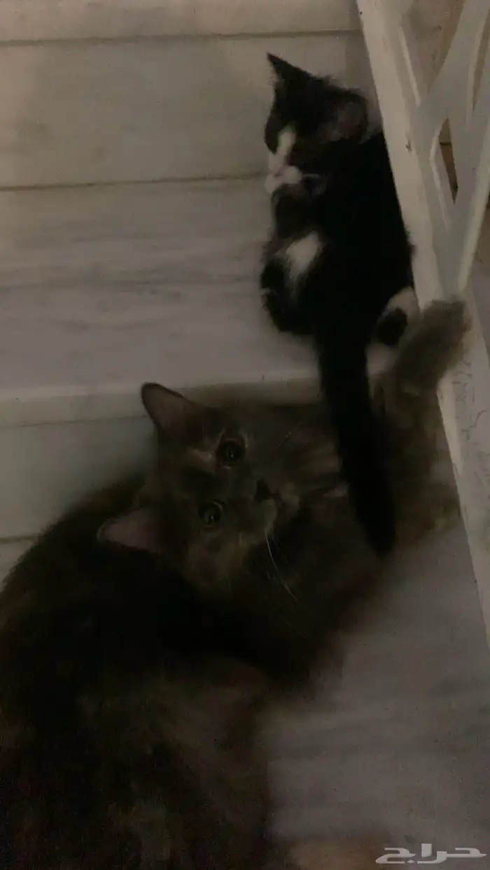 قطو لتبني 2