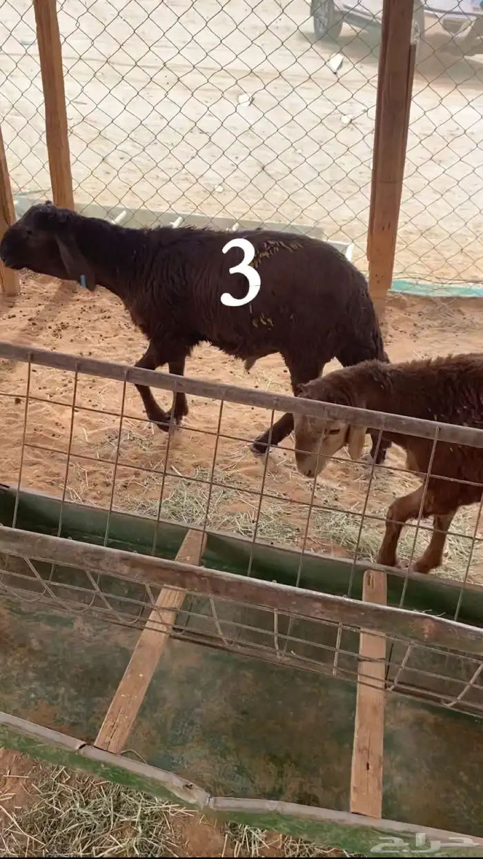 سواكن جذعان مرابي 2
