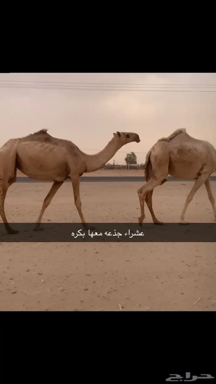 القحات وعشاير مراح واحد 2