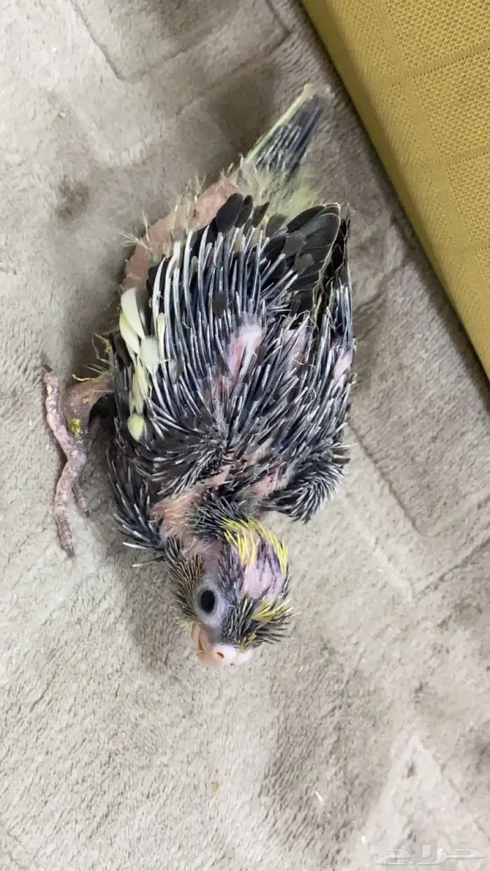 فروخ كروان 3