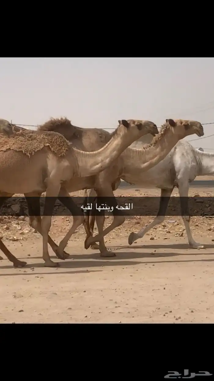 القحات وعشاير مراح واحد 0