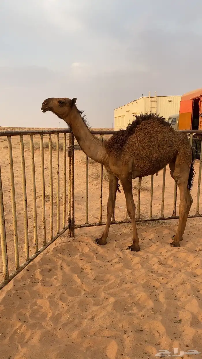 بكره تماميه كفو للبيع 0