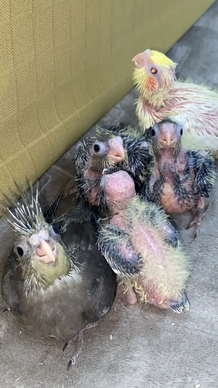 فروخ كروان 0