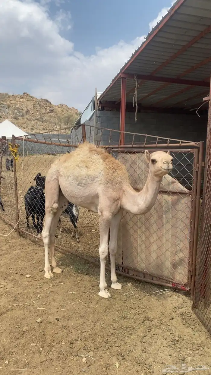 قعود 1
