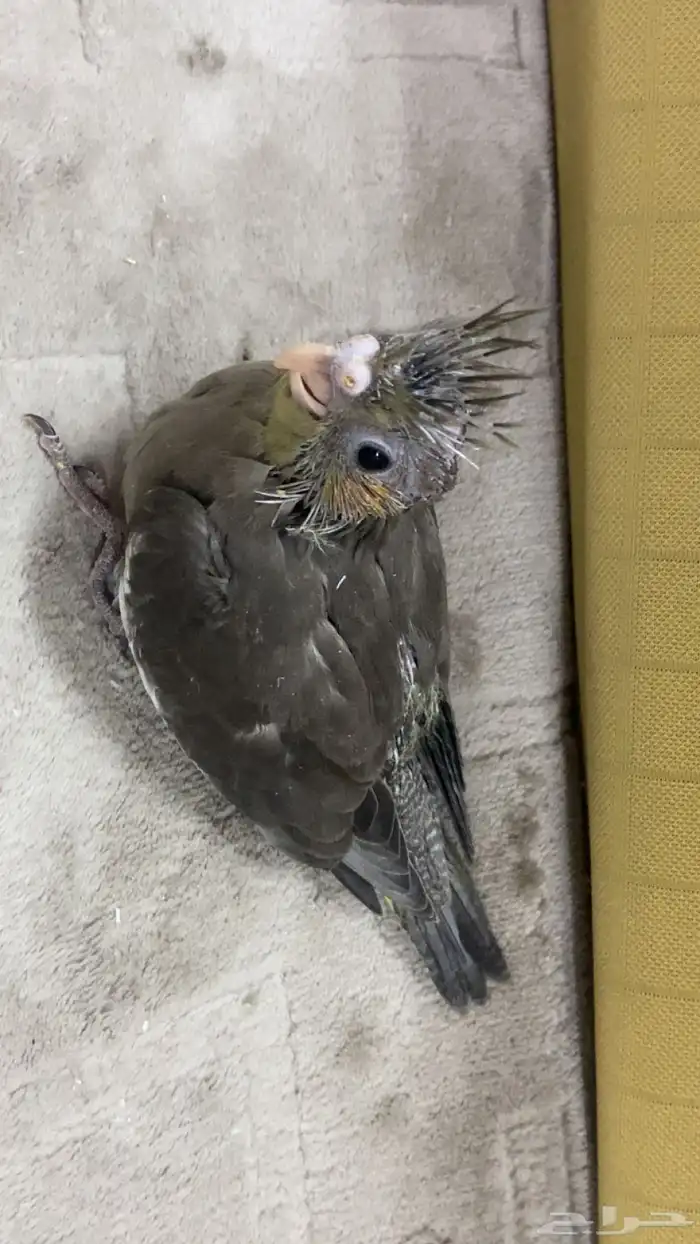 فروخ كروان 2