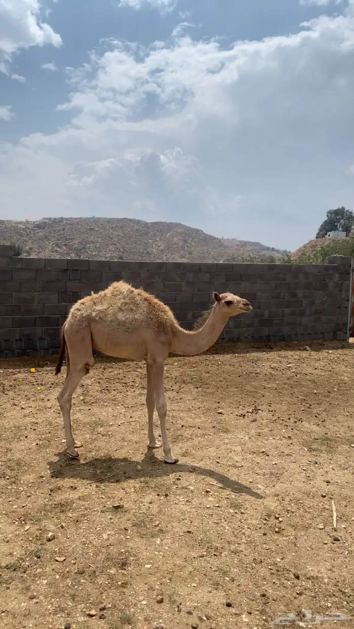 قعود 2