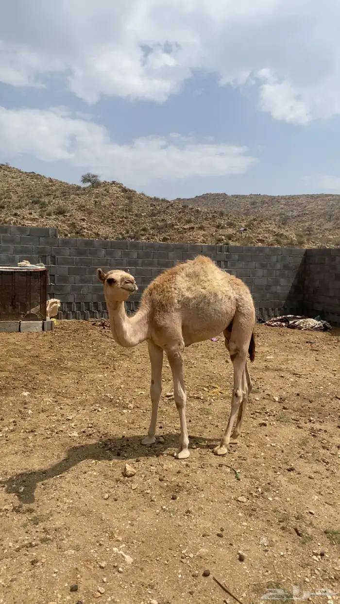 قعود 3