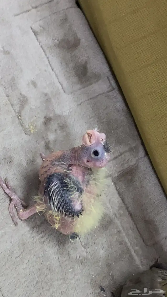 فروخ كروان 5