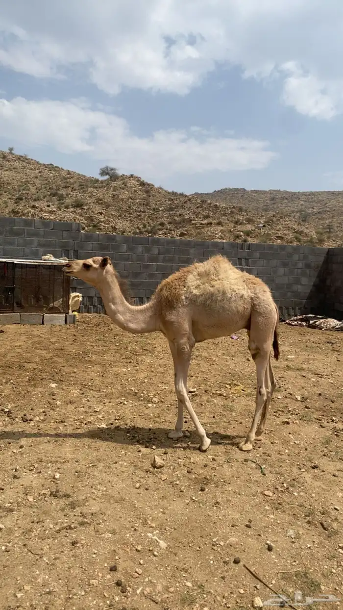 قعود 0