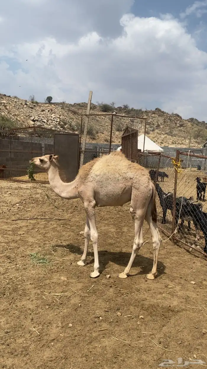 قعود 5