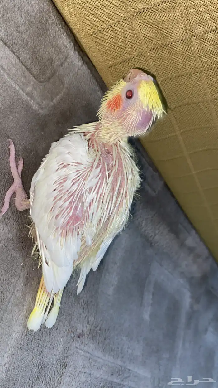 فروخ كروان 1