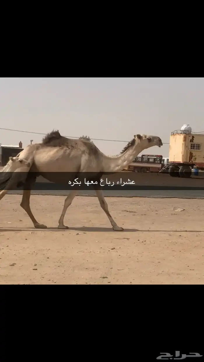 القحات وعشاير مراح واحد 1