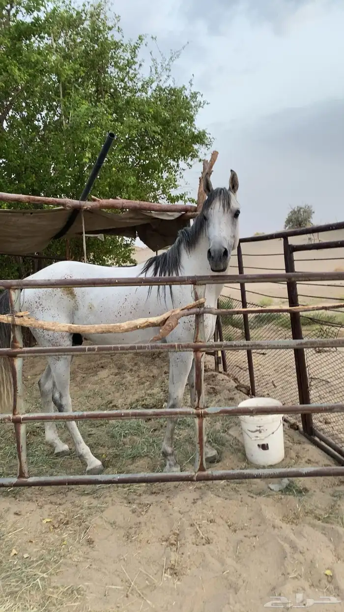 خيل 2