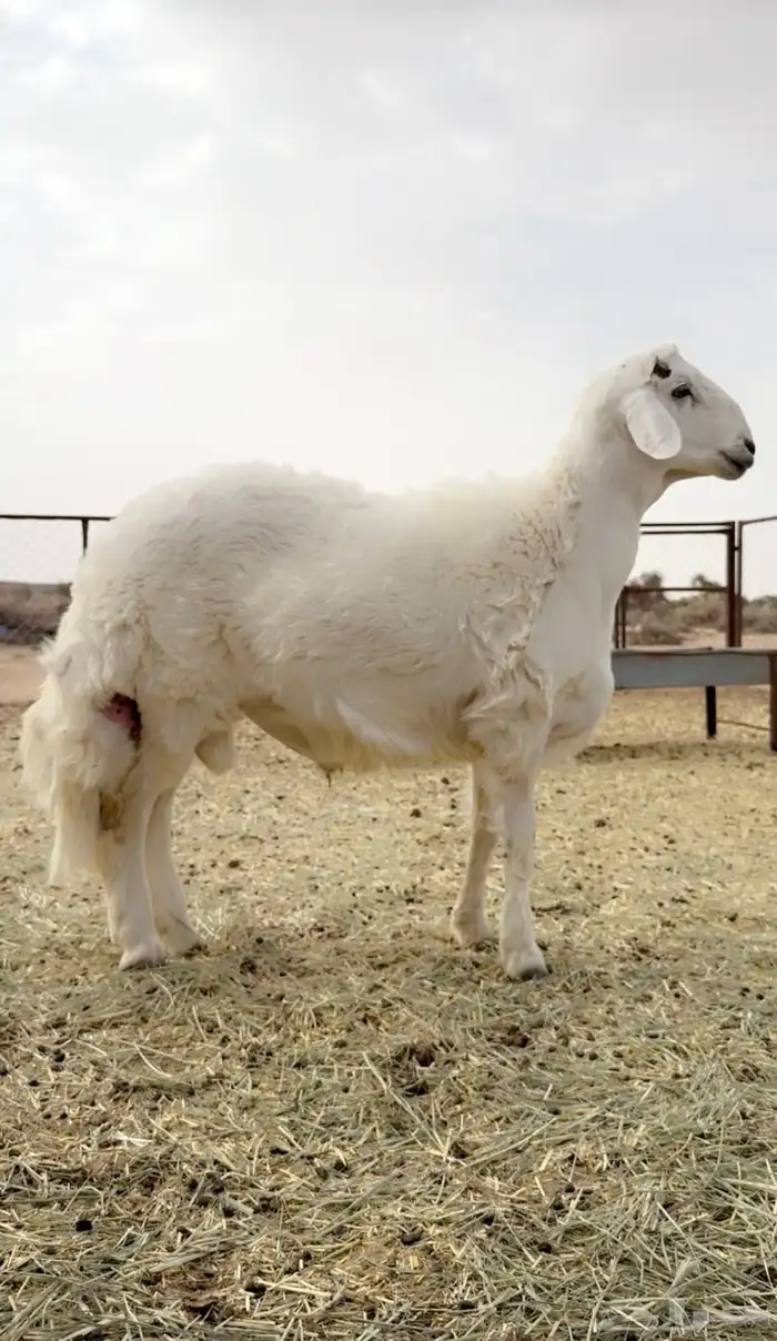 خروف حري مشروع فحل فاخر 0