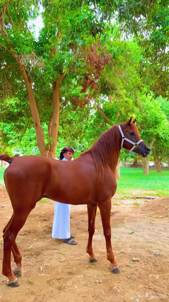 لمحبين تربيت وايواء الخيل والعنايه بها 5