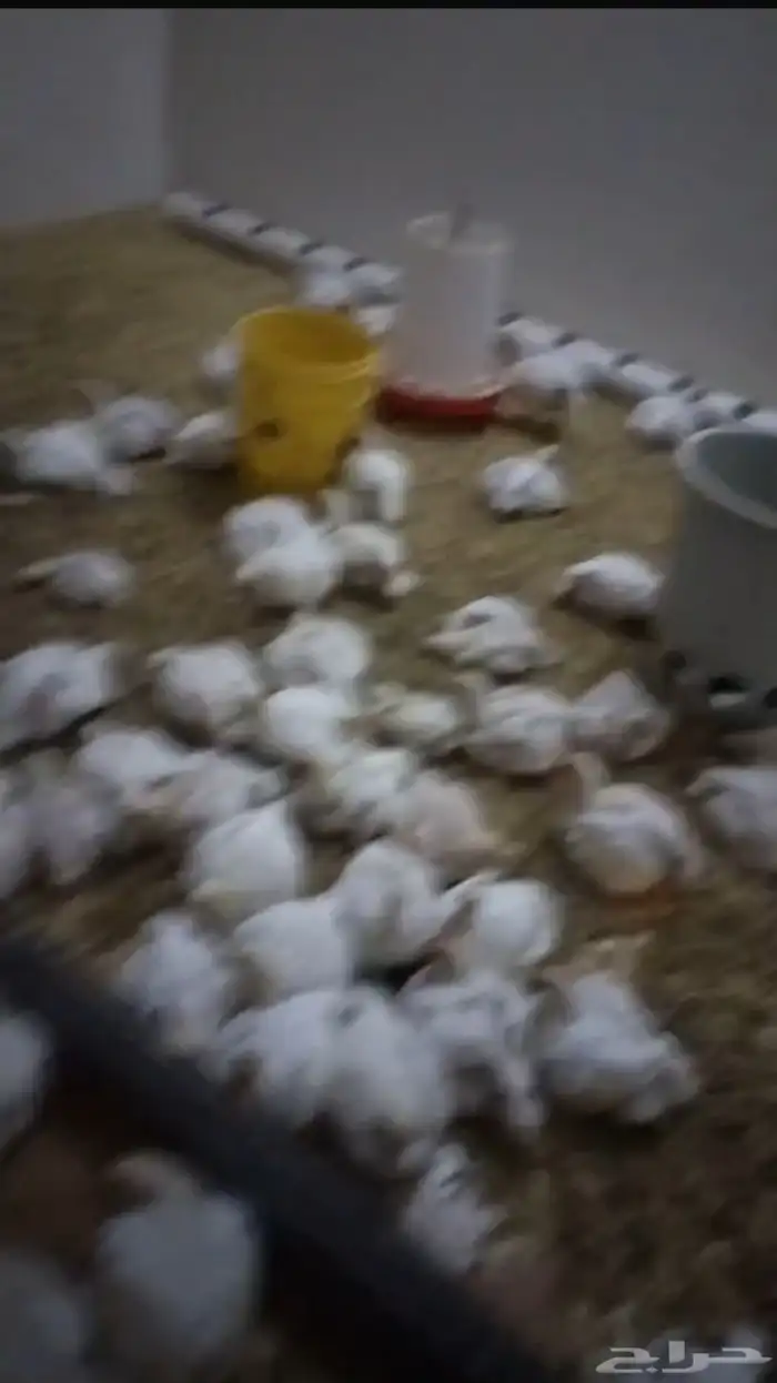 دجاج لاحم 0