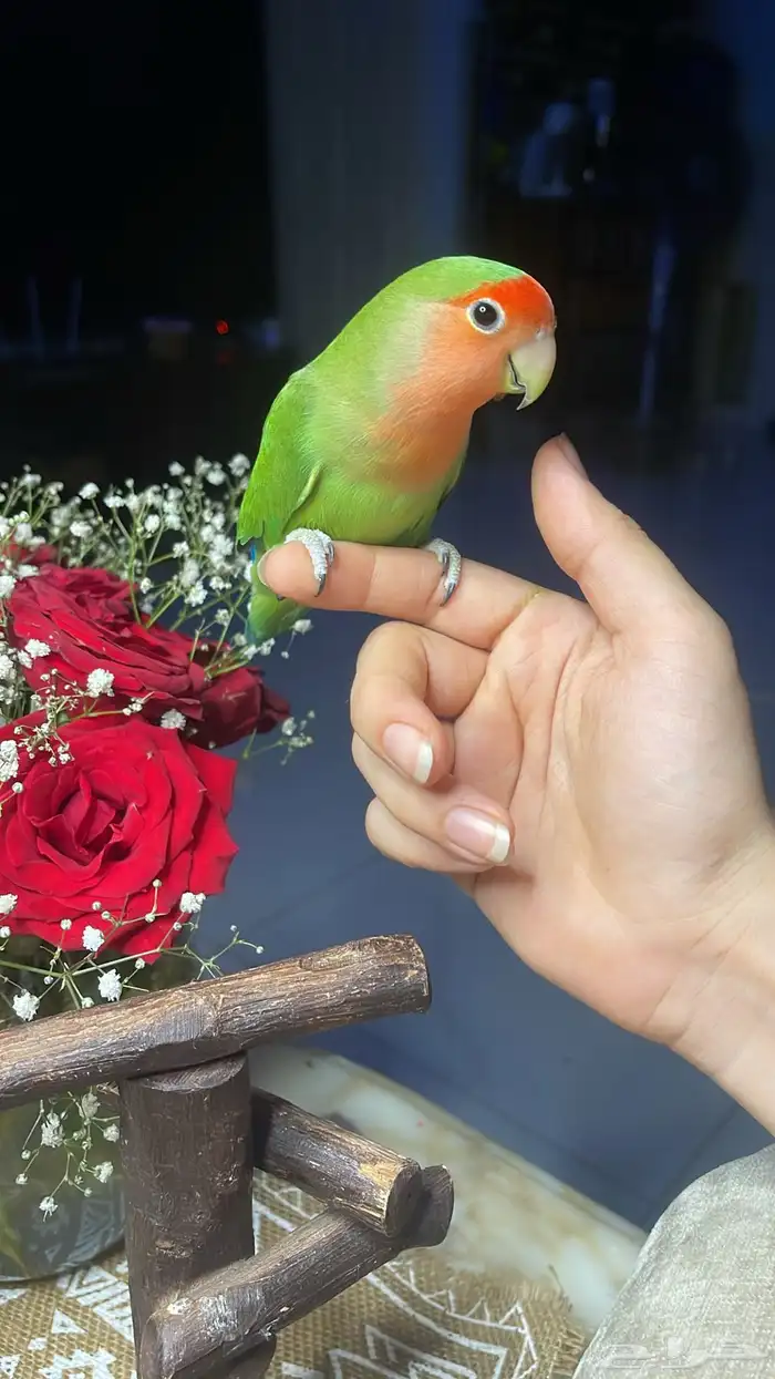 للبيع ببغاء الروز الاليف 4