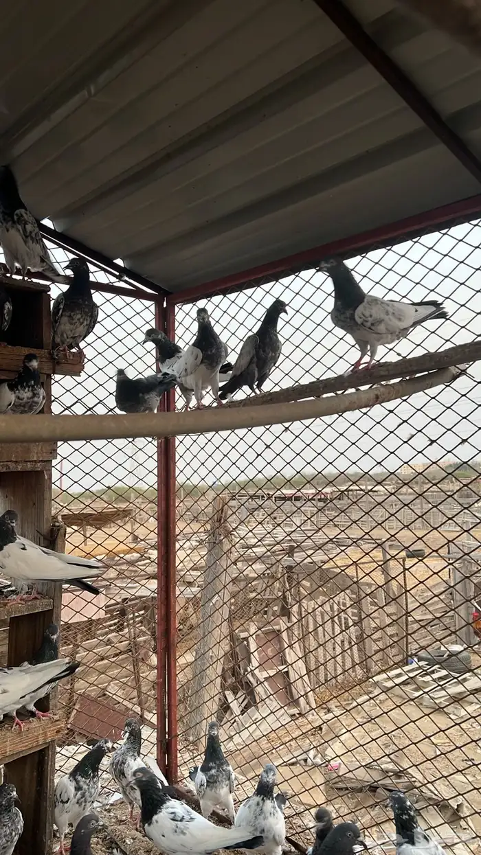 حمام باكستاني للبيع 4