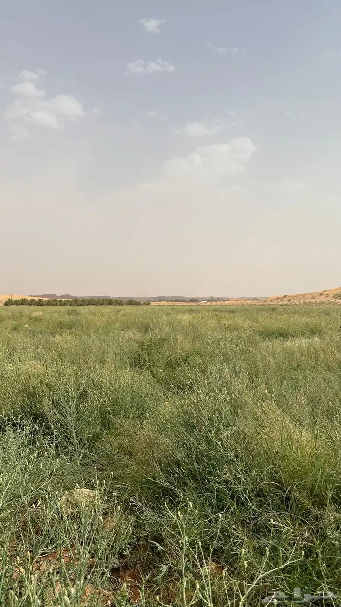 لصحاب الحلال محوري بطيخ وشمام للايجار اعلاف 3