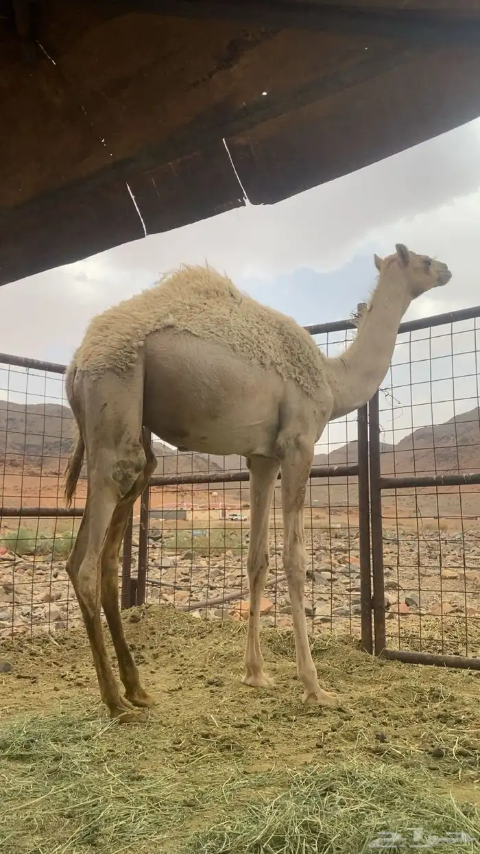 السلام عليكم للبيع قعود صافي فيه ستة حر حد3000 0