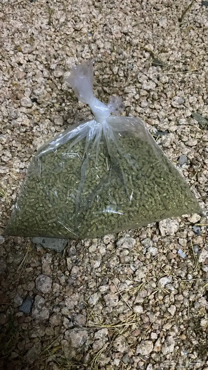 أرنب 7