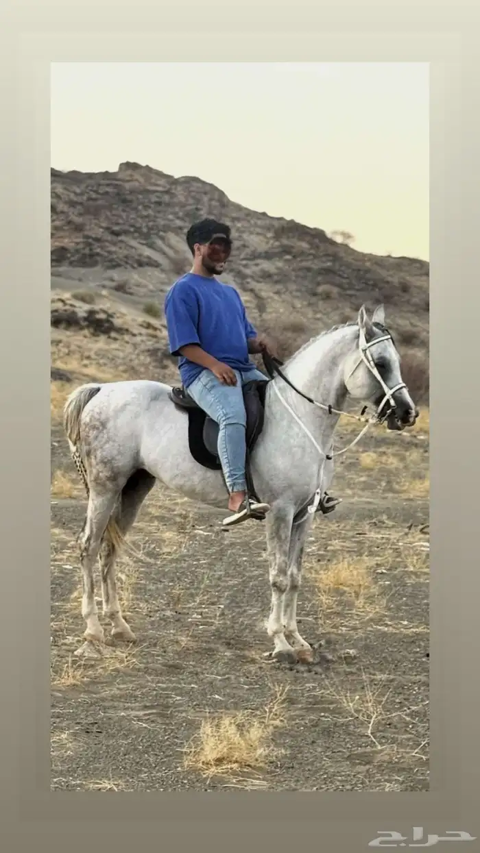 حصان جزيري بيور 1