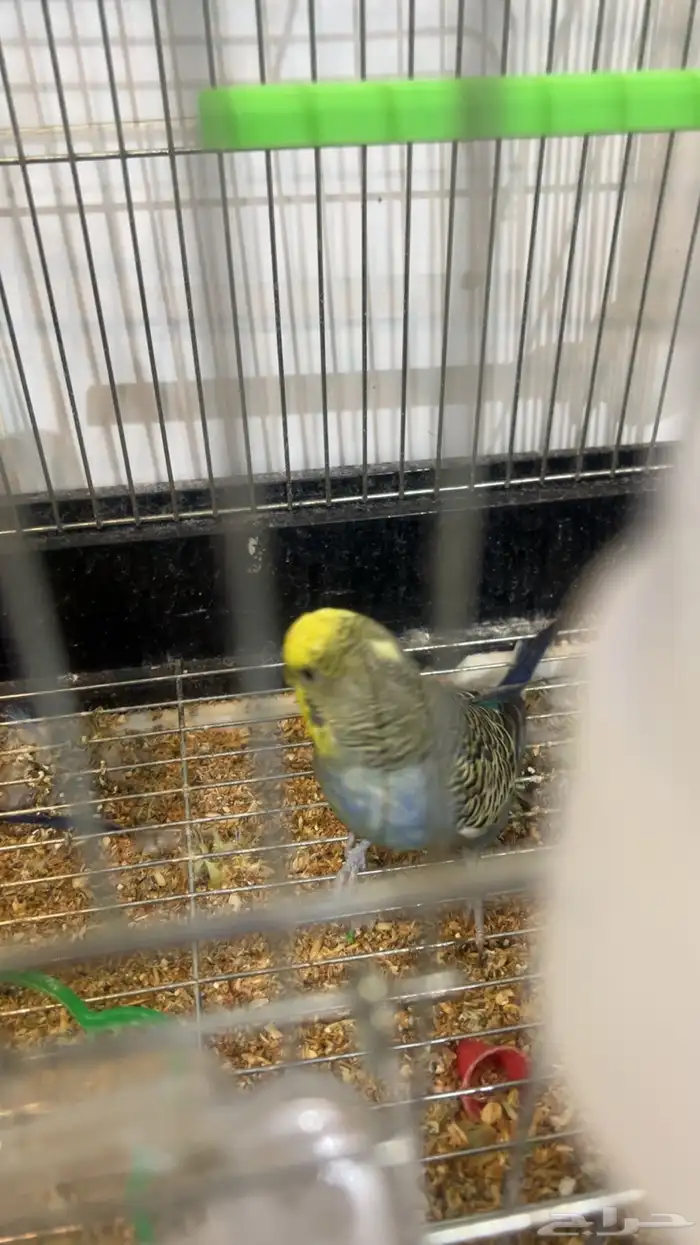 ذكرين بادجي واحد انقليزي واحد هولندي جاهزين للإنتاج 5