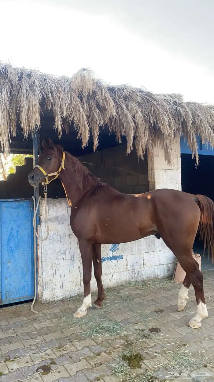 خيل عربي اصيل 1