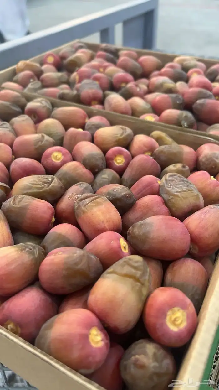 سكرية المذنب الحمراء ( هتيم ) حلاو بقر رطب مناصيف 1