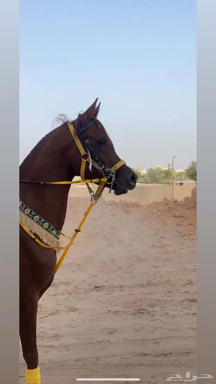 خيل عربي اصيل 4