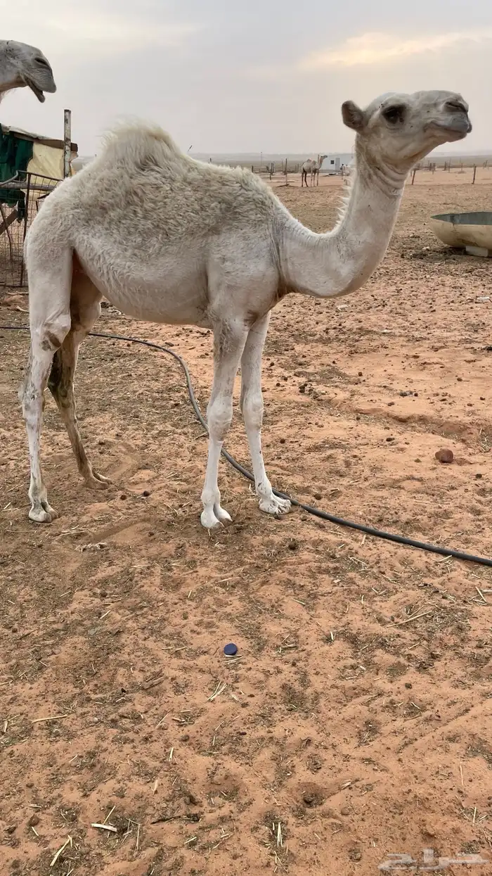 تم البيع 3