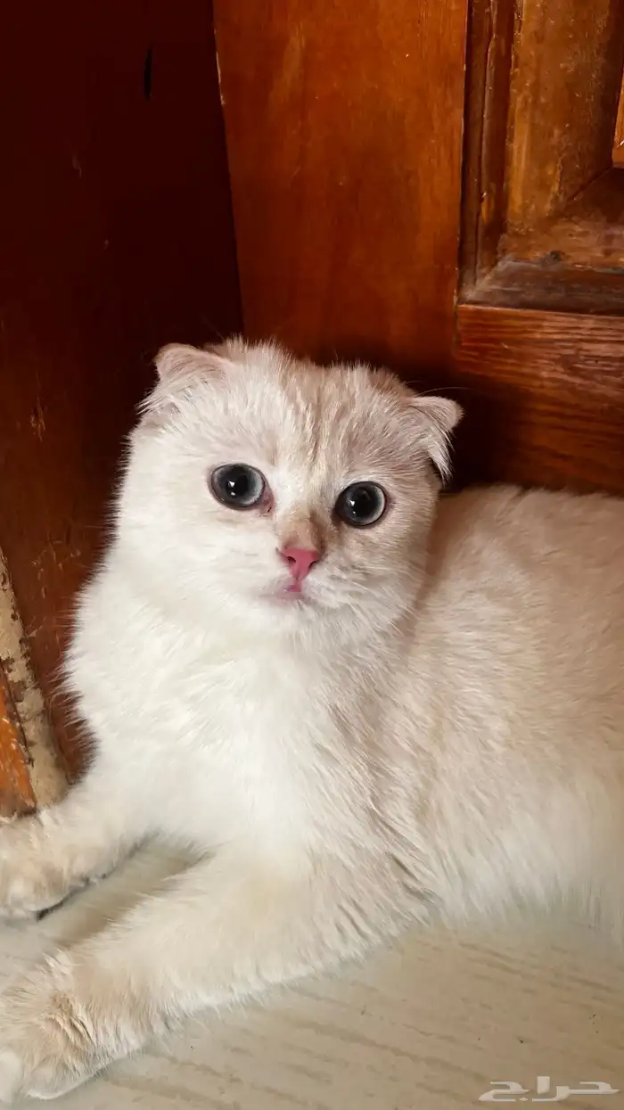 سكوتش فولد بيور على الشرط 1