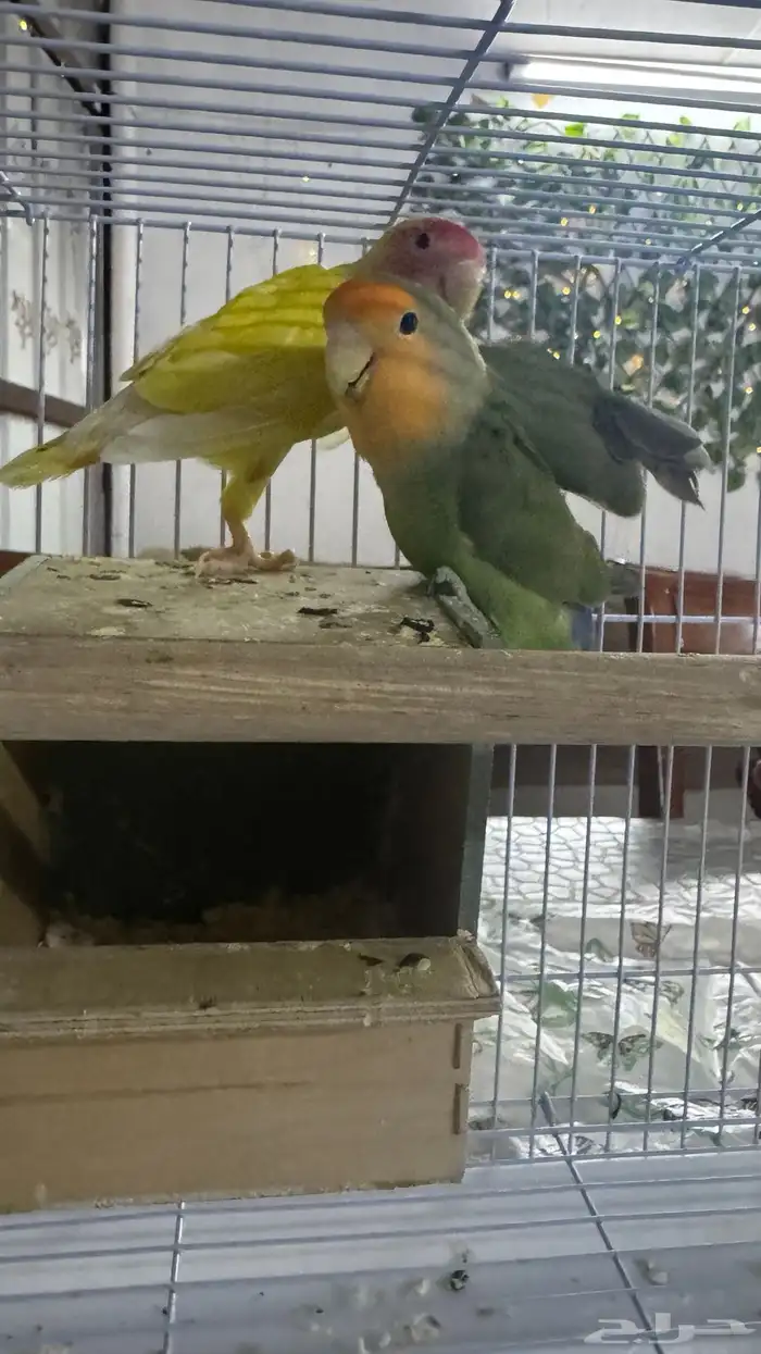 جوز روز 1