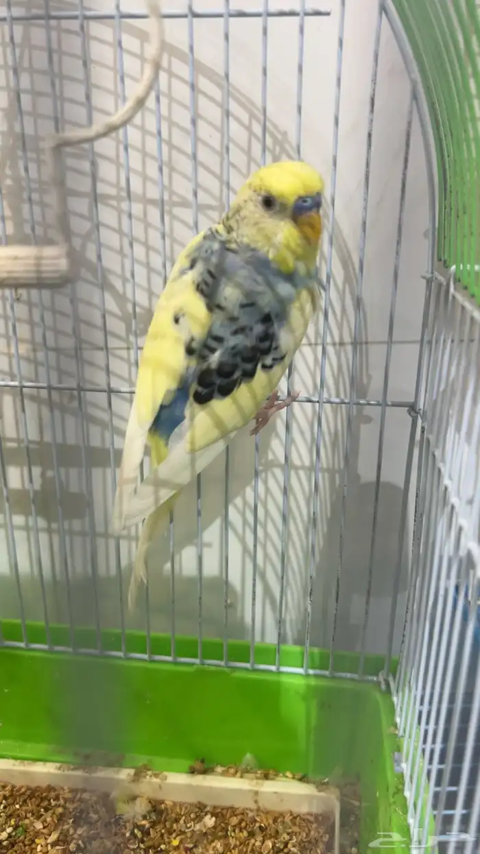 ذكرين بادجي واحد انقليزي واحد هولندي جاهزين للإنتاج 3