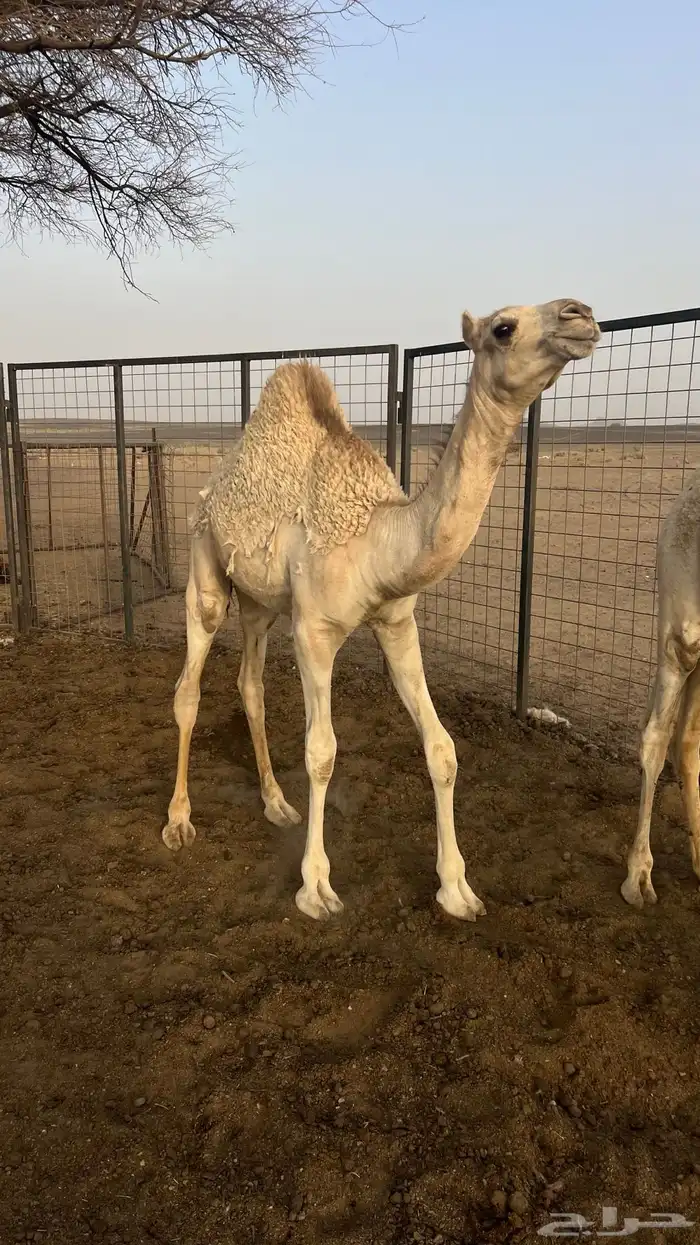 حشو على الحليب تم البيع 7